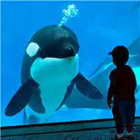  喂汪星人和喵星人来袭的照片专辑这个世界上的小萌萌太多了