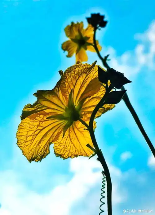 迎着朝阳露笑脸,丝瓜花儿金灿灿