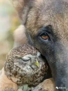  他被主人赶出门,这只猫头鹰却在同一天失联了