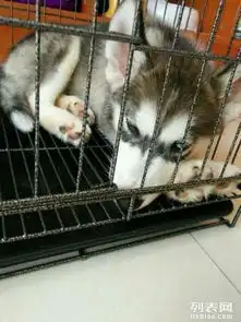  出售蓝眼睛三火的哈士奇幼犬情侣的最佳选择神州犬业