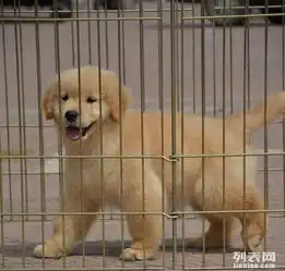 金毛幼犬骨量大毛质好活泼可爱保证健康