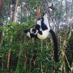  2018昂纳西贝国家森林公园旅游攻略门票地址游记点评,塔那那利佛旅游景点酒店购物美食推荐去哪儿攻略社区