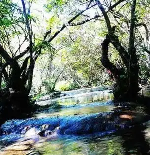  七夕之后再爱一次绿色情人节森林感受自然