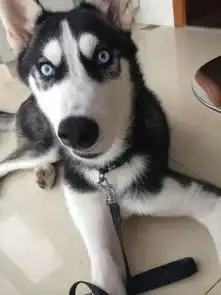  和女友出去过情人节,第二天回家哈士奇把家给拆了