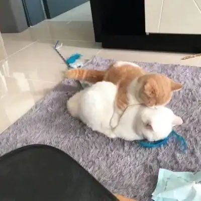  情侣猫头像超萌一对2020年萌猫情侣头像图片