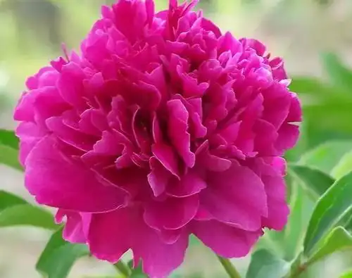  送你88朵牡丹花,祝你花开富贵,如意吉祥