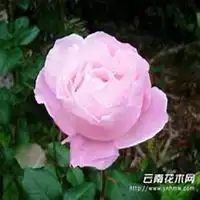  唯美好看蔷薇花微信头像微信头像图片大全