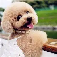  可爱泰迪狗头像微信头像图片大全