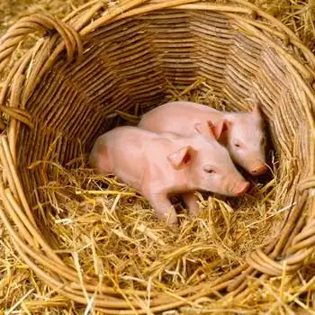  养猪户缩短母猪生产有妙招,杜绝死胎现象