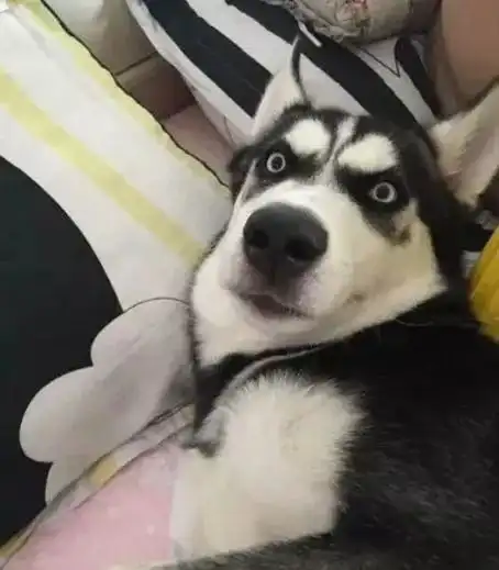  8岁男孩卖笑一夜赚千万2亿儿童早熟背后,是一场成年人的谋杀