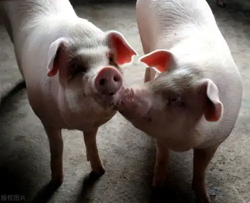  1月8日全国生猪价格,猪价一片绿油油