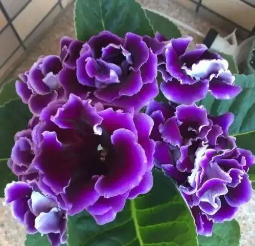  别养绿萝了,这15种耐阴花,给点光就能开爆盆