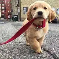  小金毛头像可爱微信头像图片大全