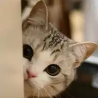  萌宠头像猫咪呆萌卡通微信头像图片大全