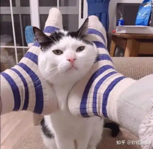  宠主再生气也别打小猫,这5个部位更是不能碰