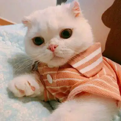 可爱猫头像萌萌哒图片高清超萌小奶猫头像