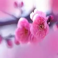  桃花满地唯美图片微信头像图片大全