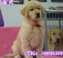 黄页88高清图片