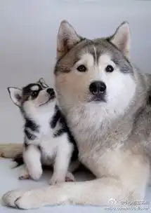  好喜欢狗狗,想广交爱狗的朋友哦