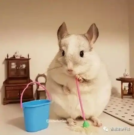  如何训练龙猫使用厕所