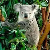  考拉情侣头像微信头像图片大全