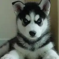  二哈情侣头像哈士奇微信头像图片大全