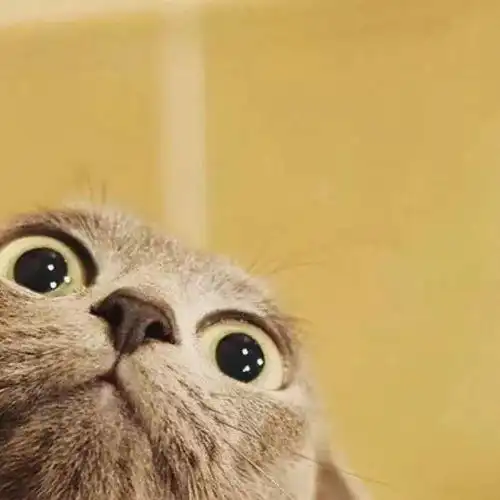  100张百看不厌的微信头像