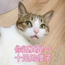  2018强迫症头像猫咪呆萌搞笑带字头像没结果的事不值得开始