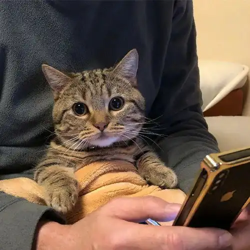  家有萌宠看到猫咪打哈欠,又想睡觉了