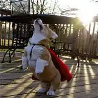  柯基头像可爱高清微信头像图片大全