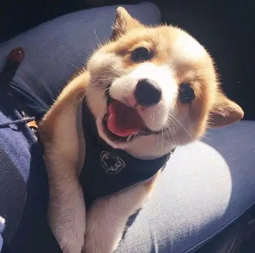  测评记录可试吃的安全新鲜狗粮,超高性价比测评对比