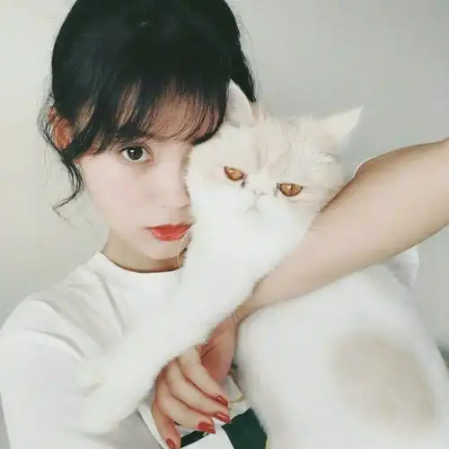 抱只软猫
