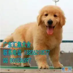  品质第一终身质保签活体协议金毛猎犬的图片-宝安翻身路易登网