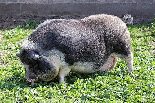  梦见自己打猪是什么意思大鱼解梦网