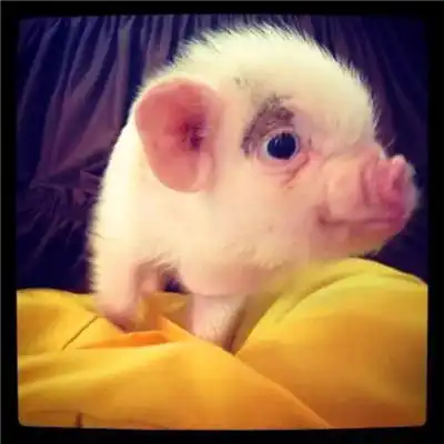  呆萌可爱小猪猪头像超萌微信小猪头像图片大全