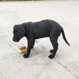  自己养的黑色拉布拉多3月龄疫苗驱虫齐全