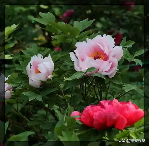  洛阳牡丹,始于隋,盛于唐,宋时甲于天下,吸引着上万的游客观赏