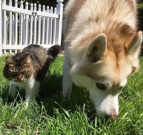 猫狗一起养,到底能不能保证狗身安全