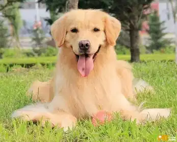 漂亮金毛绿茶产后首次出镜
