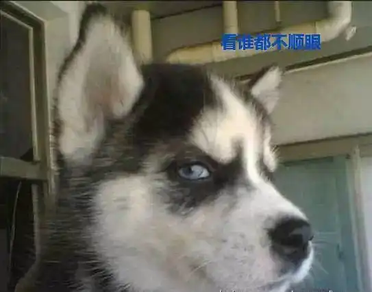  专治不开心,看完心情大好