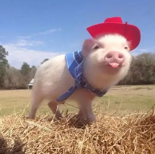  小心一波萌萌的略略略吐舌攻击正在向你袭来