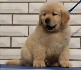  大骨架金毛幼犬出售,疫苗齐全,上门800一个