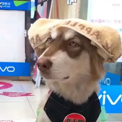  沙雕动物头像图片狗和猫沙雕头像