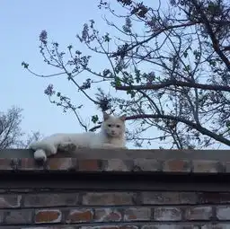  为了创作,这对90后情侣在河边盖一间自己的工作室