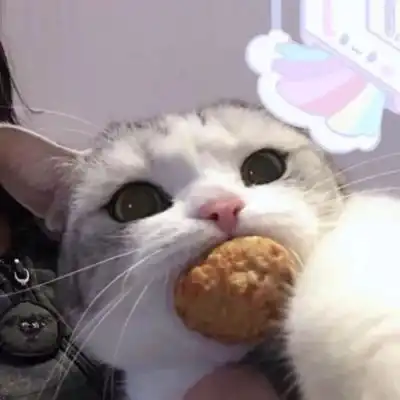  岍妍可爱猫猫猫趁着星星和月亮都在,悄悄说声,你真可爱