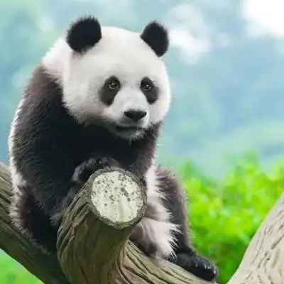  熊猫头像高清图片真实熊猫微信头像可爱清晰图片