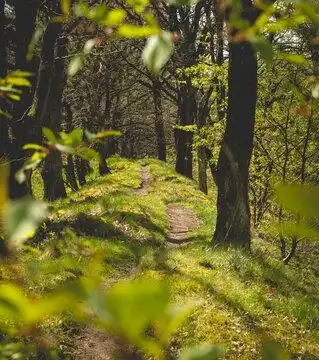  森林图片图源免费点击来源直接获取大图文件清晨的森林摄影竖幅森林高清大图