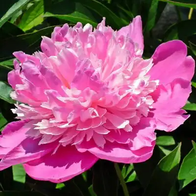  牡丹花头像娇艳迷人的牡丹花图片