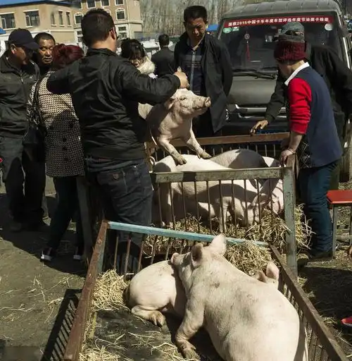  非瘟再度袭来,美国生猪期货断崖下跌,猪价会跌成一地猪毛吗