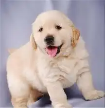  金毛导盲犬金毛猎犬出售欢迎来场挑选